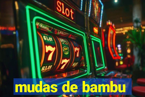 mudas de bambu